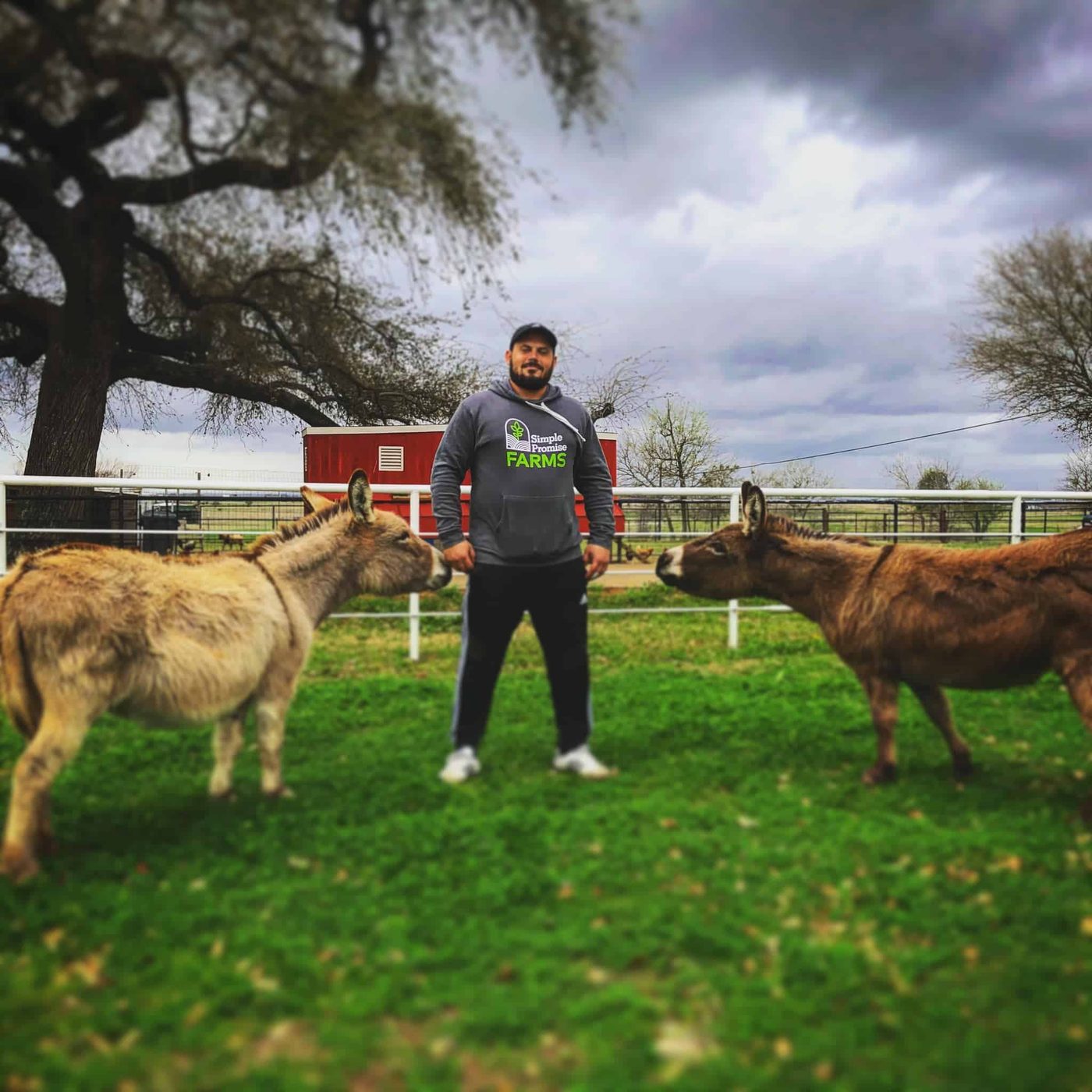 The resident donkeys at the ranch