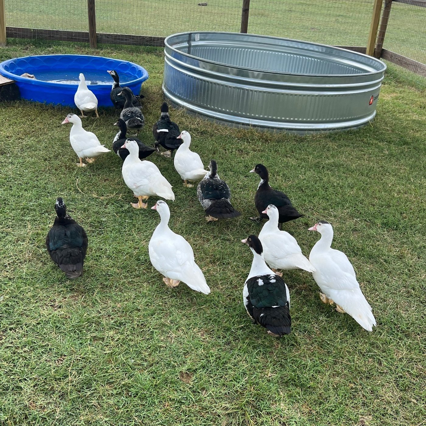 The ducks by the pond