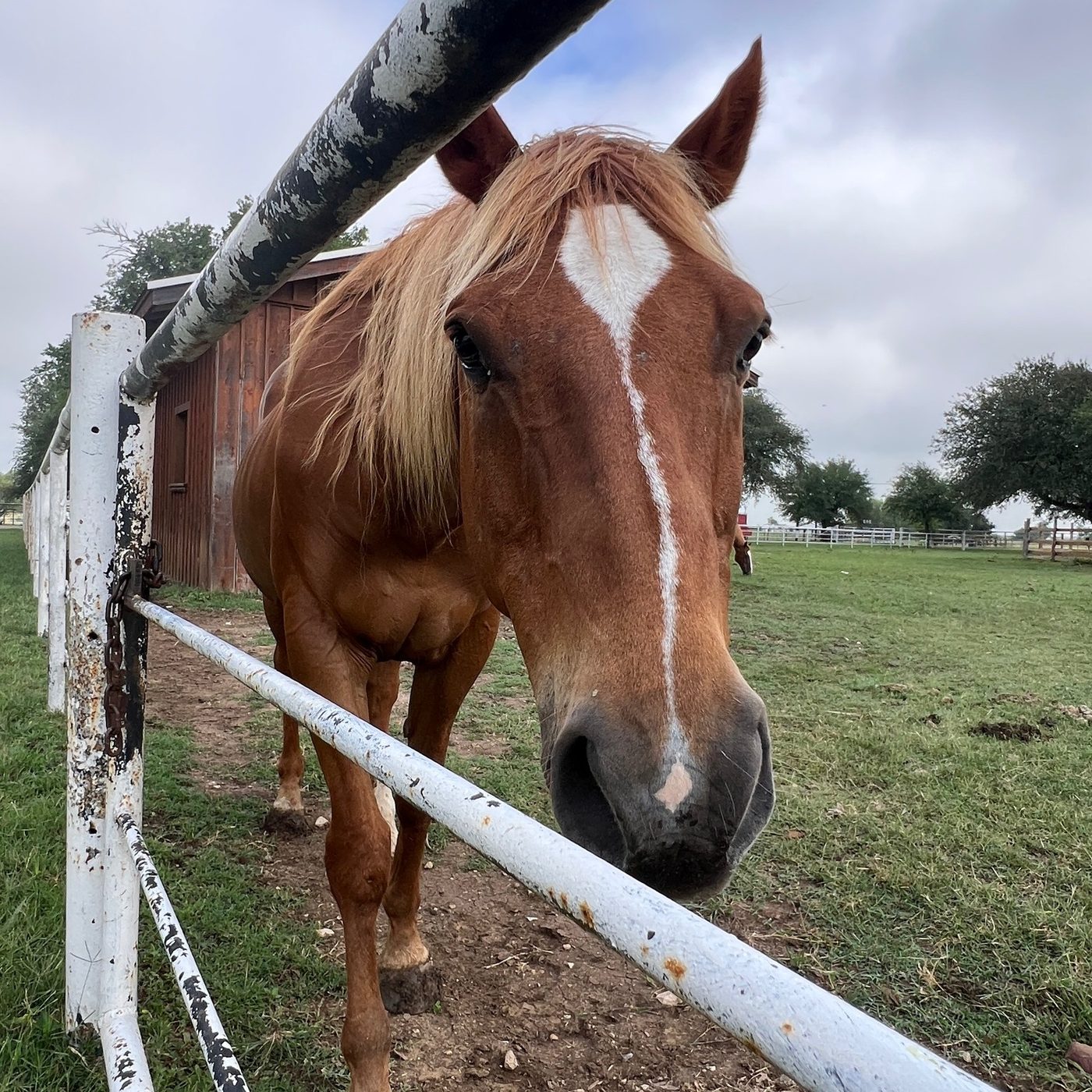 Meeting a horse up close