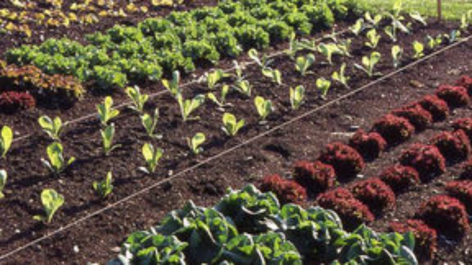 Therapeutic Gardening for Addiction Recovery Ranch House Recovery