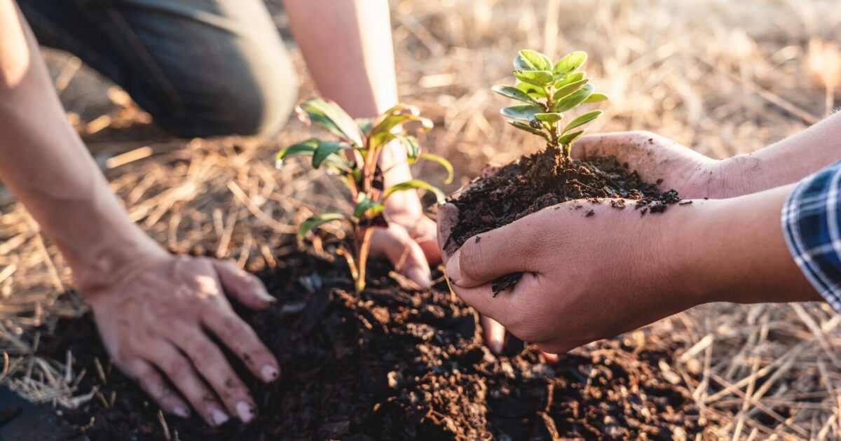 Two people planting small green seedlings in soil outdoors, with one person holding a seedling and the other person using their hands to pat down the earth around another seedling.