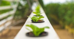 Close-up of small green plants growing in rows in a greenhouse or nursery setting.
