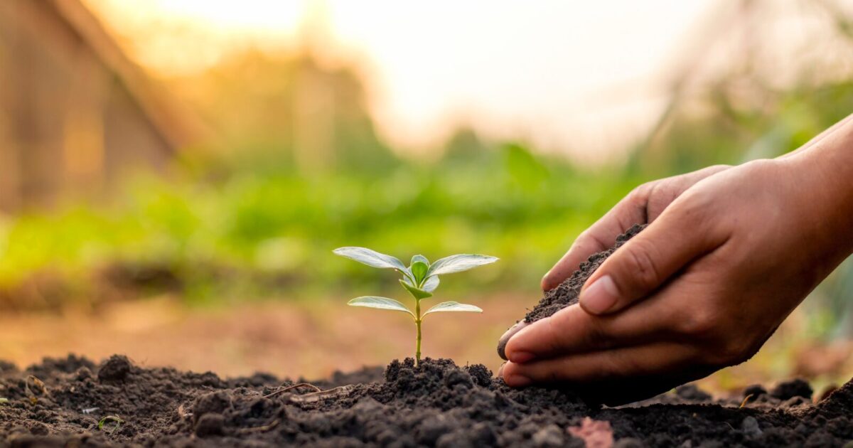 Close-up of hands planting a seedling into soil with a warm golden light in the background.