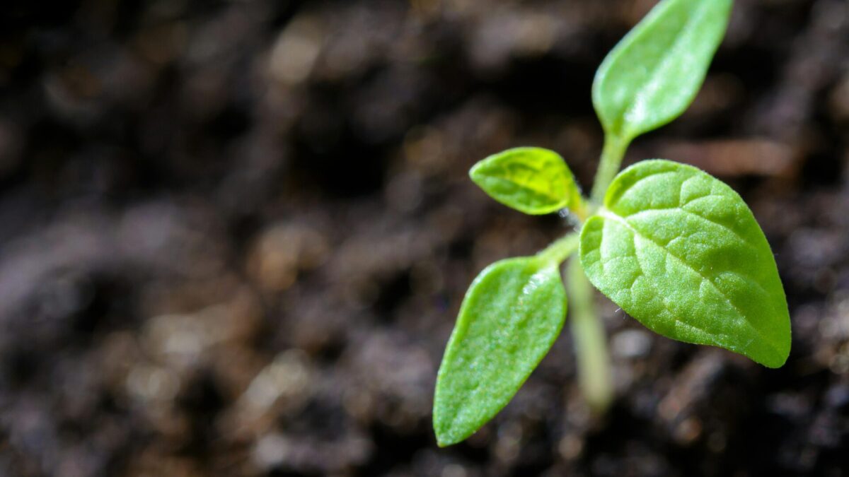 Seedling sprouting from soil, representing hope and healing in rehab.