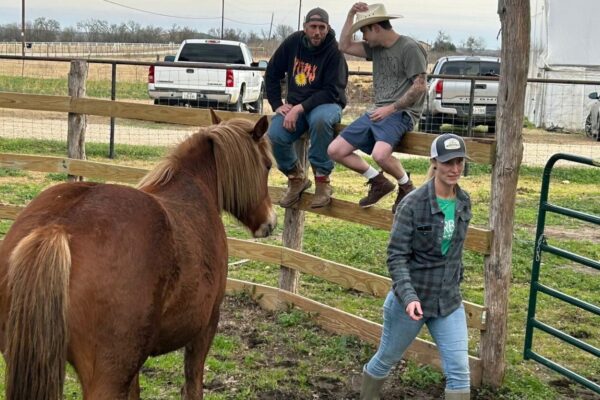 Animal-Assisted Therapy: Healing Through the Herd