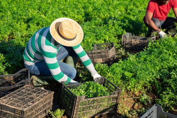 The Role of Community Service in Building Lasting Recovery