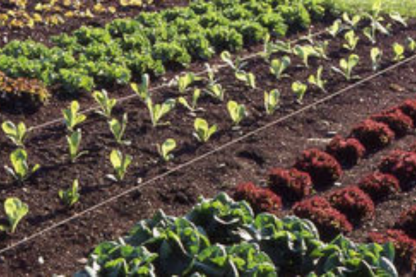 Therapeutic Gardening for Addiction Recovery