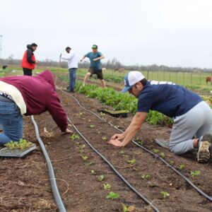 A group of people kneeling on farmland, carefully planting seedlings in neat rows during a nature-based recovery activity.